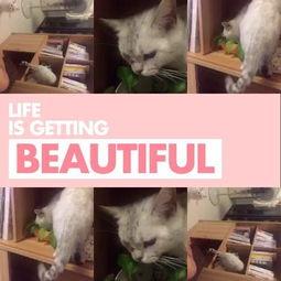 91猫先生被抓了没,揭秘网络红人的命运转折