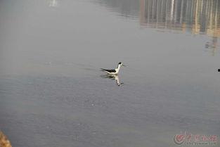 91凤鸣鸟吟在线播放,探寻古韵之美，在线聆听千年鸟鸣